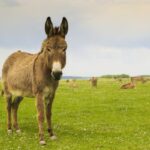 DNA analysis shows that the domestication of the donkey took place 7 000 years ago in Africa