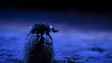 Dung beetles navigate the Milky Way 1