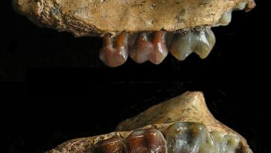 Earliest gibbon fossil found