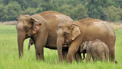Elephants came to Indian hospital 1