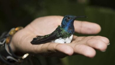 Female hummingbirds disguise themselves as males to avoid aggression 1