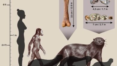 Fossil otter the size of a lion found in Ethiopia 1
