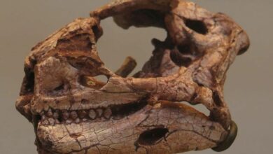 Found evidence that ornithischian dinosaurs huddled in flocks in the Jurassic