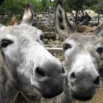Genetics have determined the place and time of donkey domestication