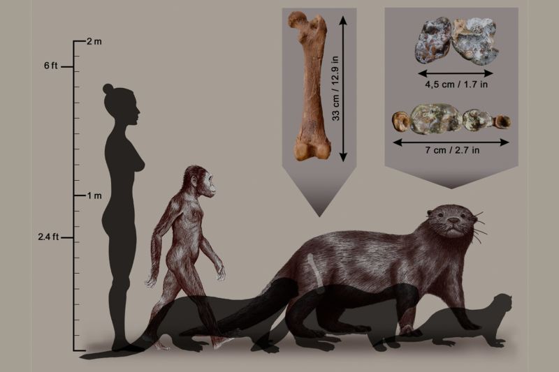 Giant lion sized otter fossil discovered in Africa