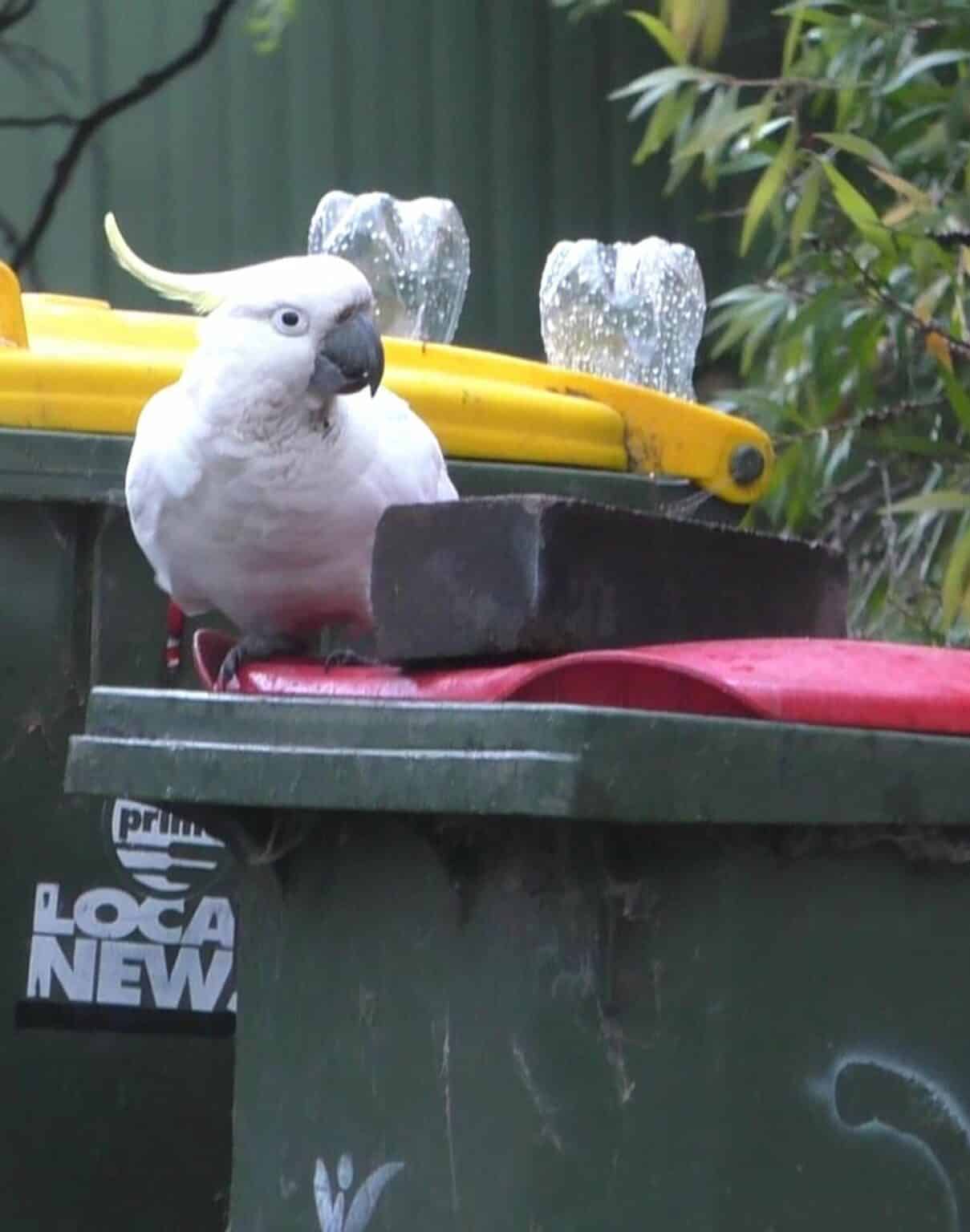 In Australia cockatoos have entered into an arms race with people for the right to access garbage