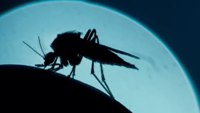 Is a shockingly strange reason why mosquitoes always find us