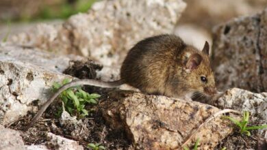 Little mice with a big appetite eat the protected island