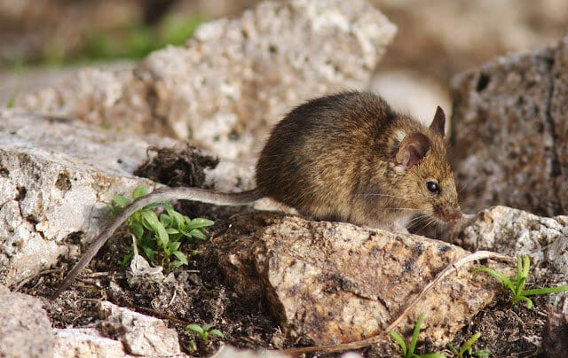 Little mice with a big appetite eat the protected island