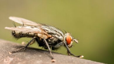 MIT scientists fly vomit poses a big risk to human health