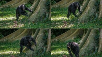 Male chimpanzees drum on tree roots in their own unique rhythm