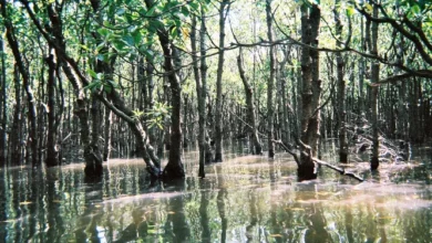 Mangrove growth depends on long term wobbles of the Moon