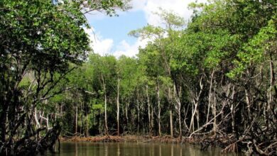 Mangrove growth linked to 18 year lunar cycles