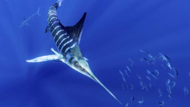 Marine predators use anticyclonic currents to search for food in the ocean