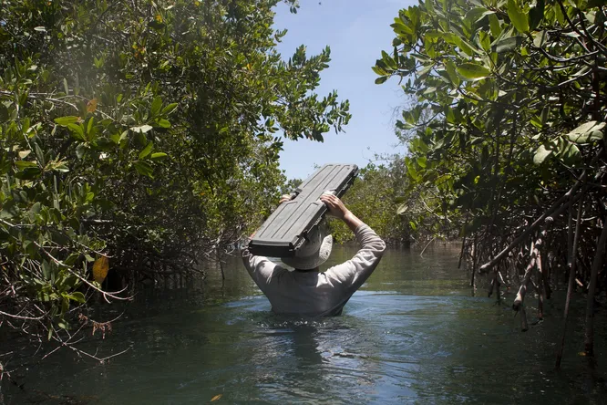 Mexican mangrove forests store stored carbon for 5000 years 2