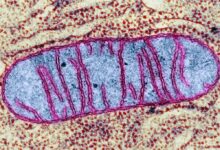 Moss RNA editing systems work in human cells