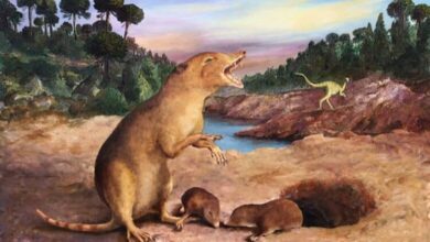 New data push back the origin of mammals by 20 million years