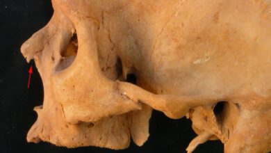 On the skull from the tomb of the second prophet Amun traces of two blows were found 1