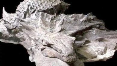 Paleontologists have found the most complete dinosaur mummy