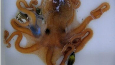 Previously unknown species of octopus found on a market in China
