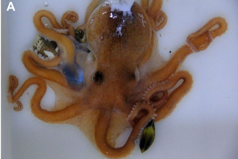 Previously unknown species of octopus found on a market in China