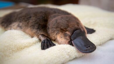 REM sleep is needed to regulate brain temperature