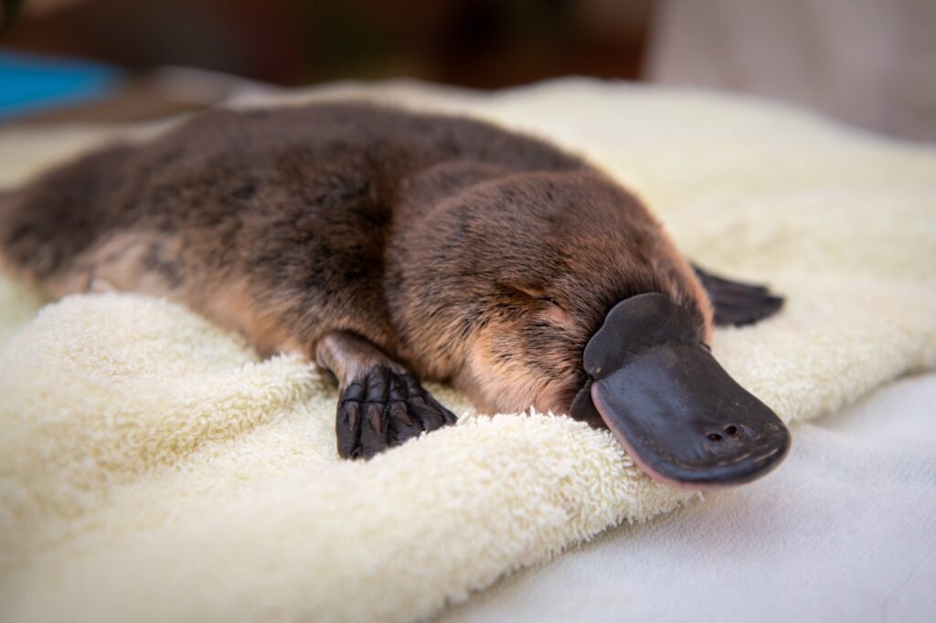 REM sleep is needed to regulate brain temperature 1 REM sleep is needed to regulate brain temperature