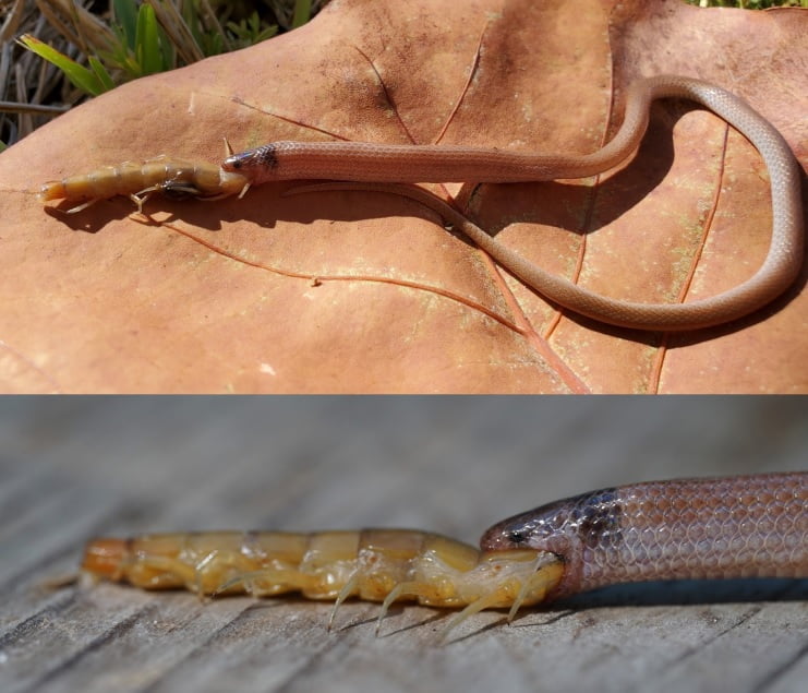 Rarest snake in North America choked to death on a centipede 2