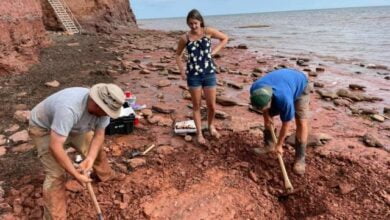 School teacher discovers fossil that could be 300 million years old 1