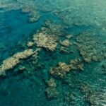 Scientists admit they cant predict damage to corals from warming