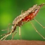 Scientists create antimalarial mosquitoes