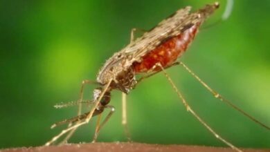 Scientists create antimalarial mosquitoes