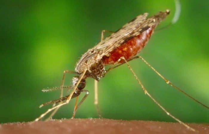 Scientists create antimalarial mosquitoes