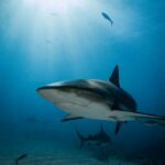Scientists have compiled a global map of shark habitats where they are especially vulnerable