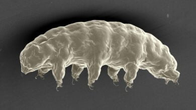 Scientists have discovered the secret of protecting tardigrades from complete drying out