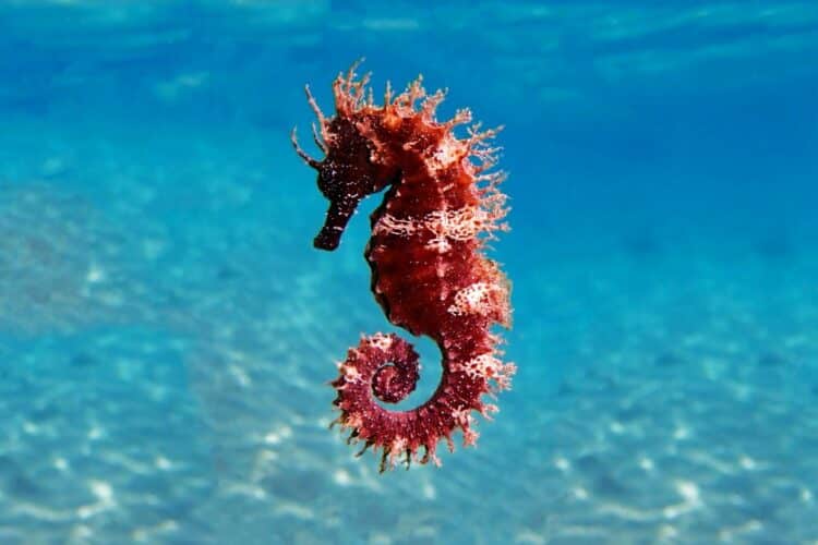 Scientists have found that male seahorses themselves decide when they give birth