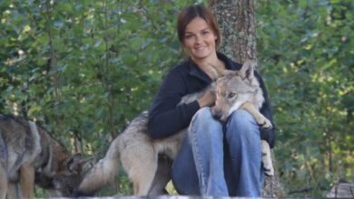 Scientists have found that wolves become attached to people no worse than dogs 1