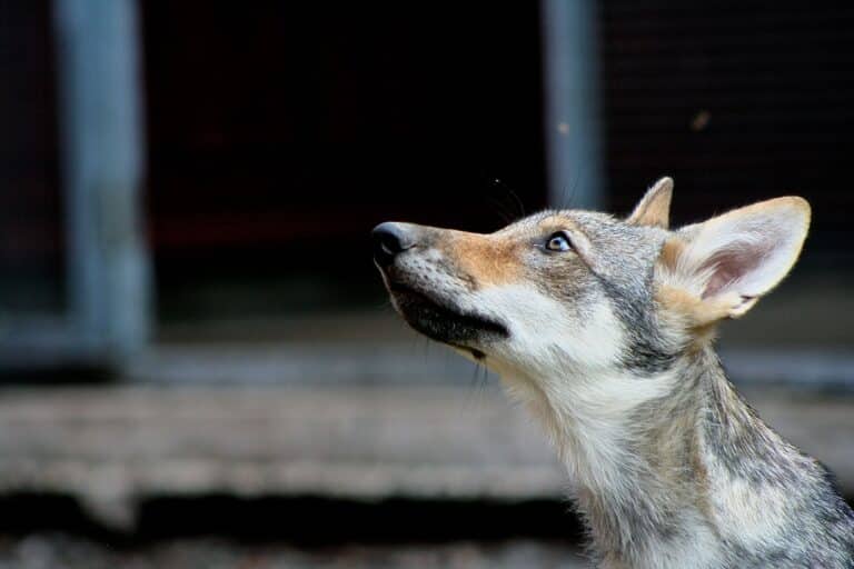Scientists have found that wolves become attached to people no worse than dogs 2
