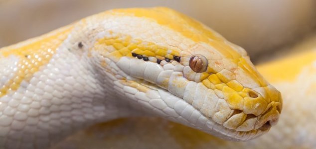 Six meter python tried to climb into the window of the house to death scaring a family in the UK