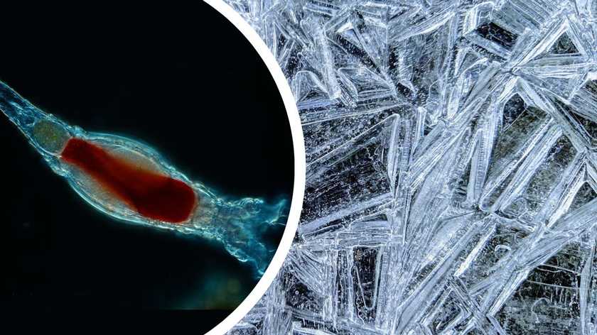 They broke their own record rotifers survived in permafrost for 24 000 years