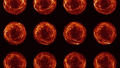 Tiny bulldozers scientists for the first time observed the movement of germ cells in the embryo