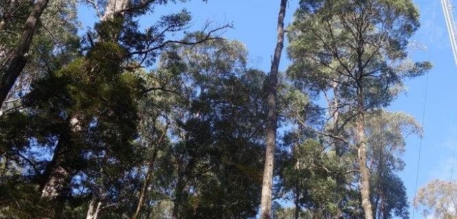 Trees release carbon during heatwaves