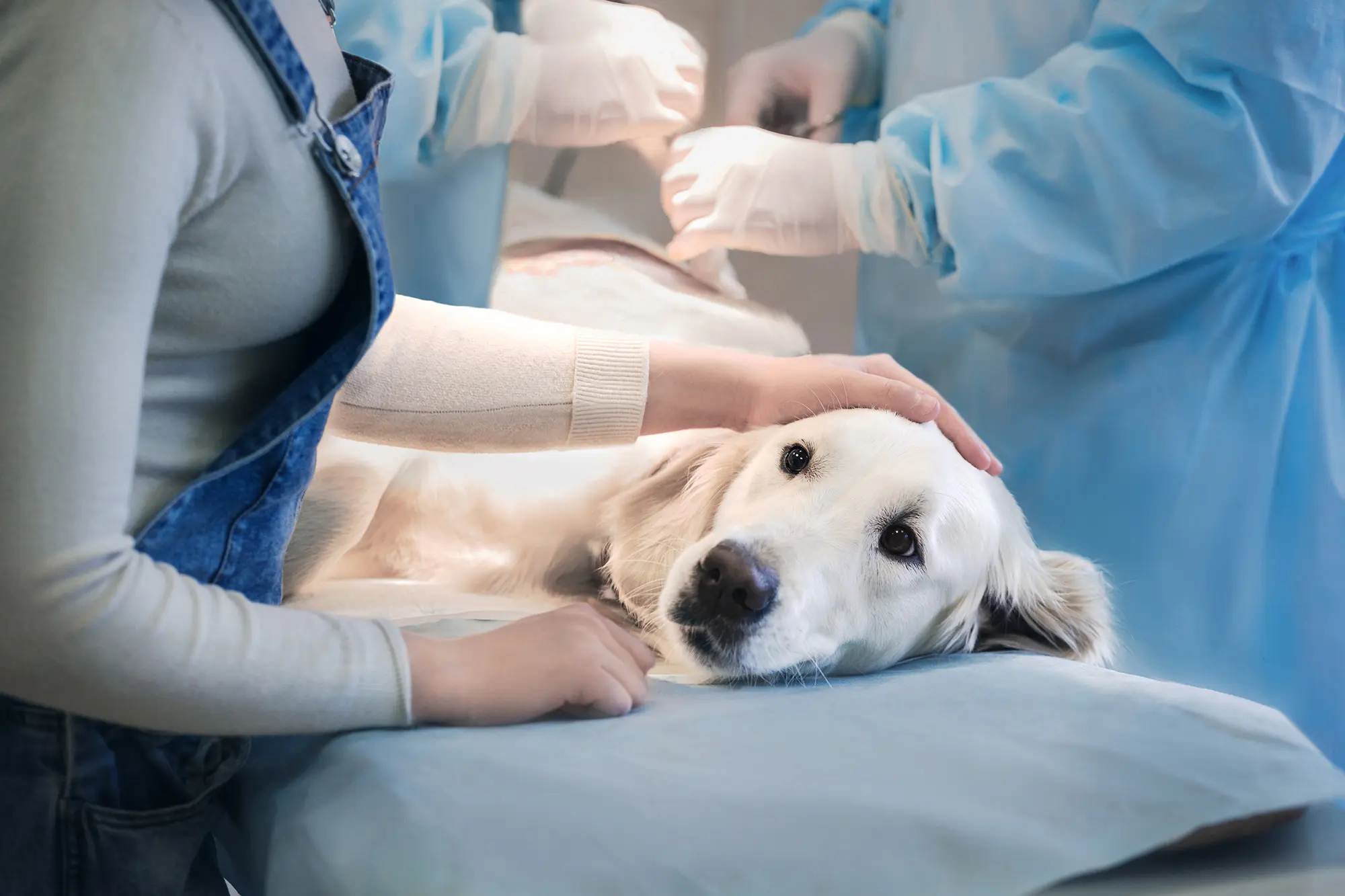 US Mysterious Michigan disease that killed dozens of dogs identified as parvovirus