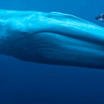 Who is stronger the great white shark or the blue whale
