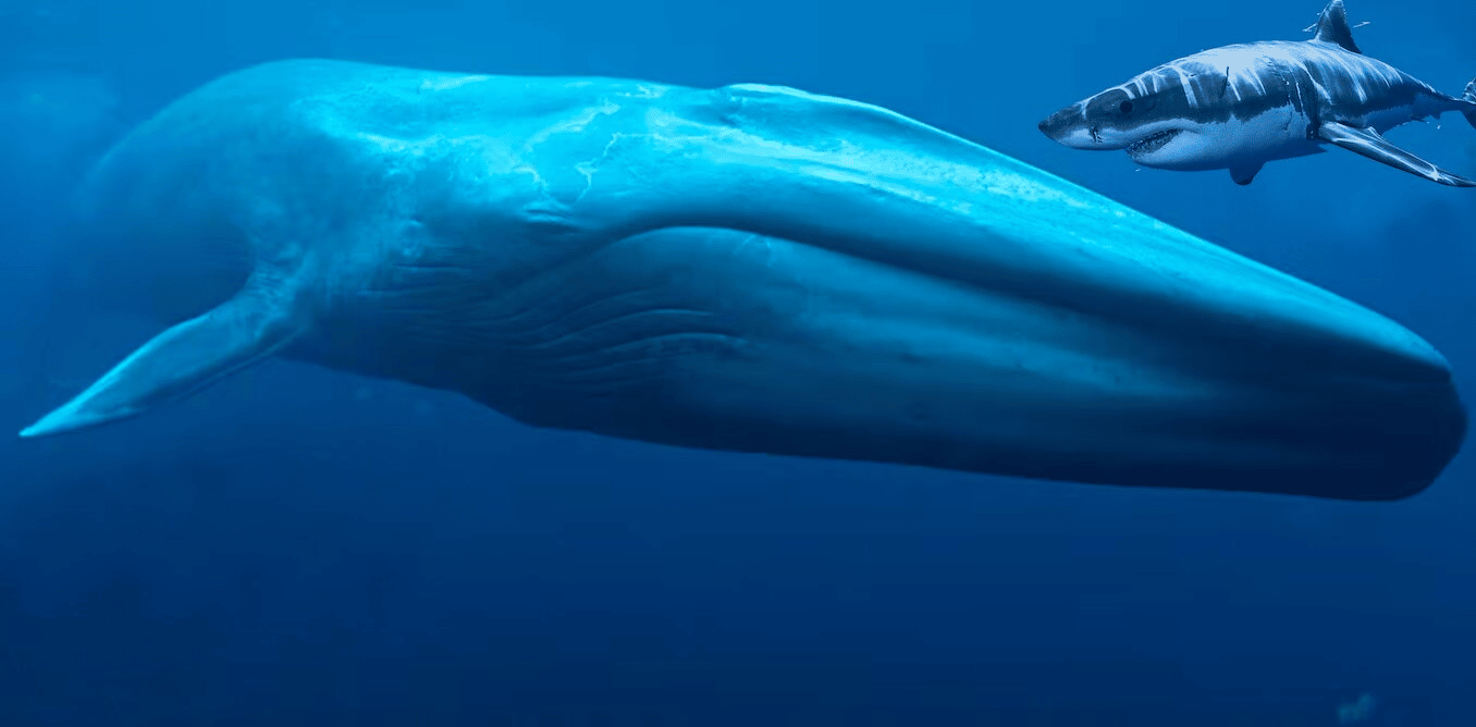 Who is stronger - the great white shark or the blue whale | ORDO News