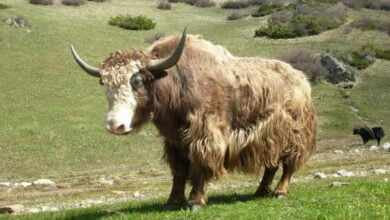 Yaks breathe easily in the mountains thanks to changes found in lung cells