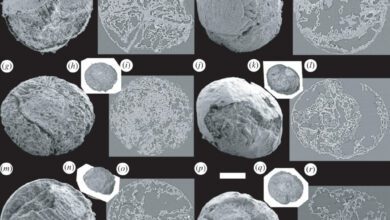 A 500 million year old worm embryo had a doughnut shaped brain 1