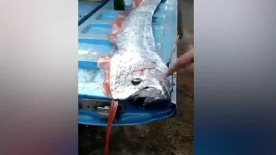 A rare fish was caught off the coast of Mexico