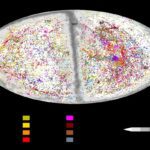 Astronomers have mapped the distances of up to 56 000 galaxies compiling the largest ever catalog
