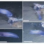 Biologists have discovered a blue sea slug at a depth of 6 kilometers 1